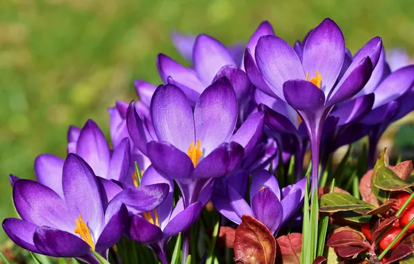 Leaves, light, flowers, spring, garden, purple, crocuses, flowerbed