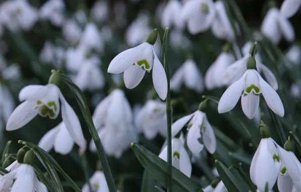 Flowers, spring, snowdrops, white, bokeh