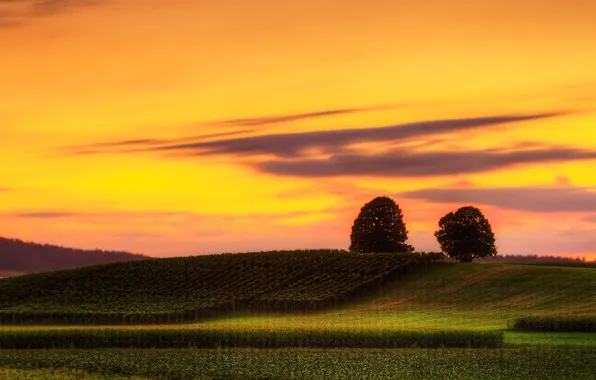Picture field, trees, landscape, sunset, nature, the evening, vineyard