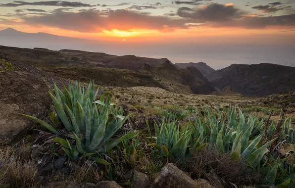 Picture landscape, sunset, cacti