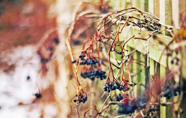 Winter, macro, mood, the fence, berries purple
