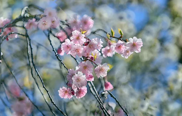Wallpaper colorful, nature, beauty, cherry blossom for mobile and