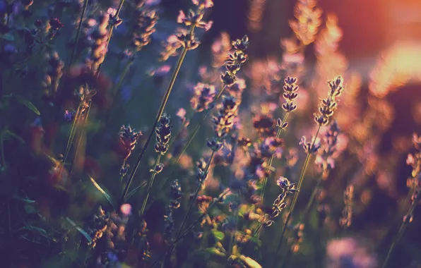 Light, flowers, heat, lavender, bokeh