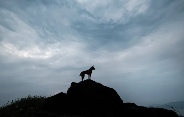 Picture dog, animal, on a hill
