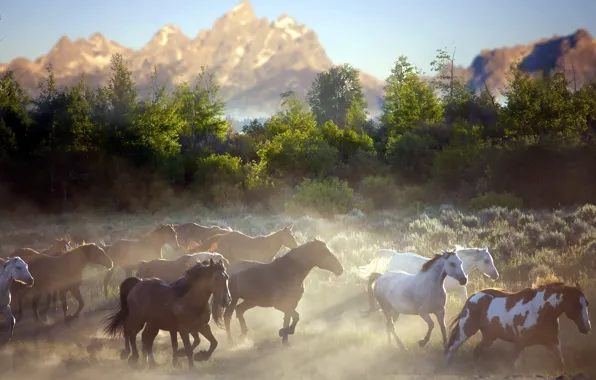 Picture mountains, nature, horses, dust, morning