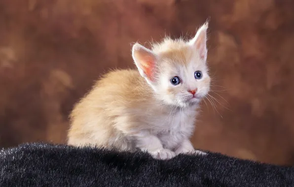 Cat, look, pose, kitty, background, baby, red, muzzle