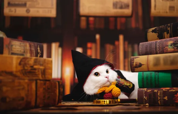 Cat, white, cat, look, pose, books, hood, white