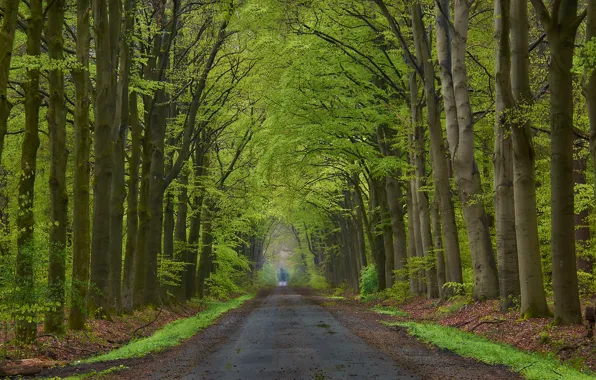Picture road, forest, trees, Park, alley