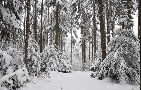 Picture winter, forest, snow, trees