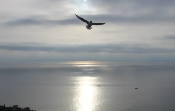 Sea, the sun, glare, Seagull
