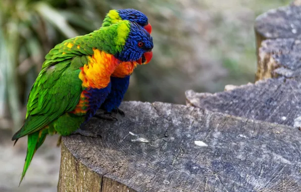 Picture birds, pair, parrots, bokeh, Multicolor lorikeet