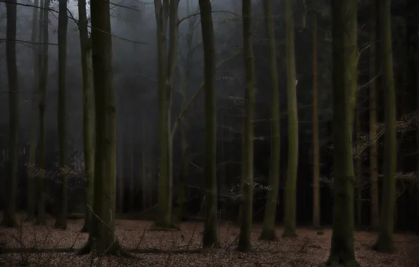 Forest, trees, nature, Joerg Marx