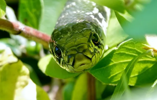 Picture face, leaves, nature, snake, branch, skid