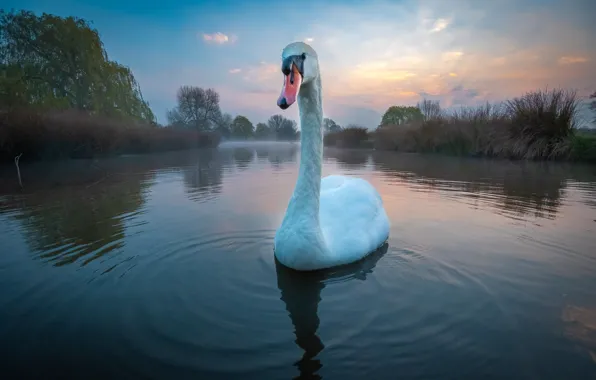 Picture white, the sky, fog, lake, pond, bird, shore, morning