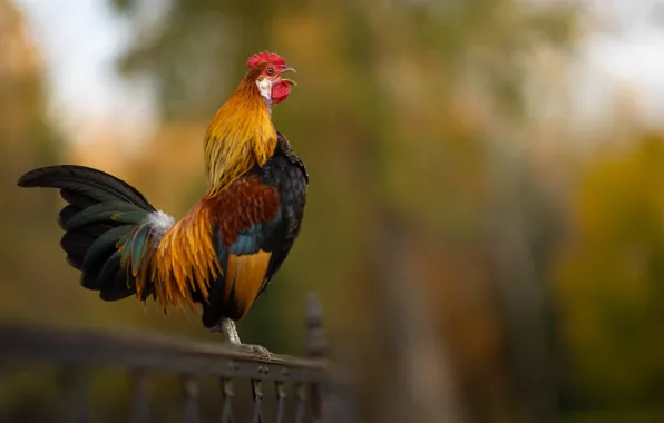 Background, bird, the fence, bokeh, cock