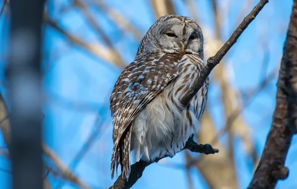 Branches, grey, owl, bird, on the branch, blue sky, closed eyes, owl