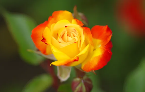 Picture flower, green, background, rose, Bud, yellow, red