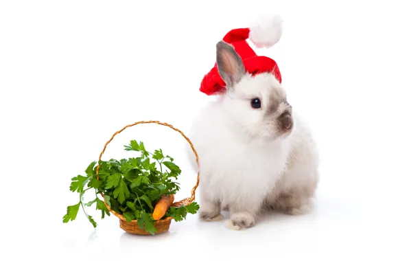 White, look, rabbit, Christmas, white background, New year, basket, Bunny