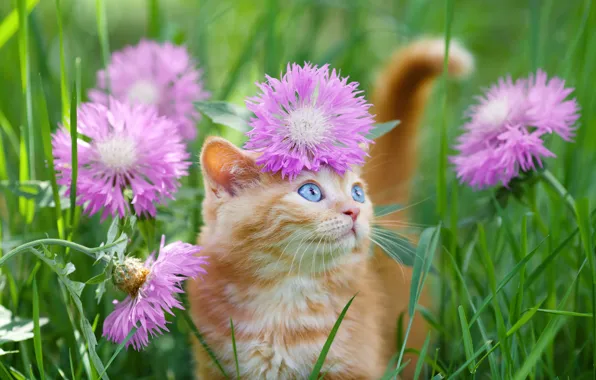 Blue eyes, in the grass, ginger kitten