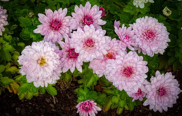 Greens, summer, leaves, drops, flowers, Bush, garden, pink