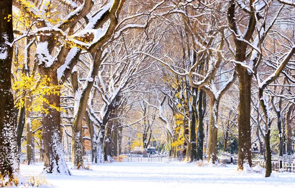 Alley, New York, usa, Central Park, the first snow