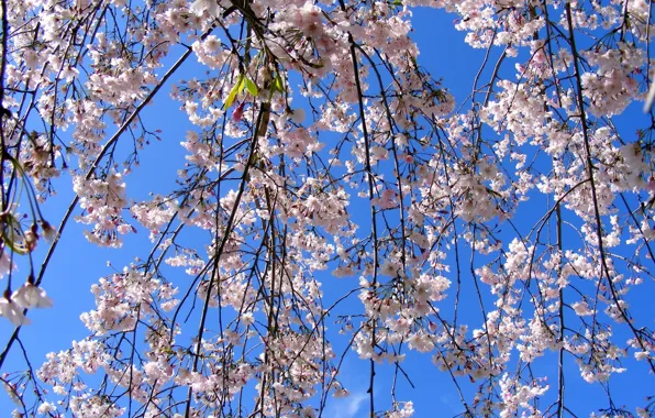 Picture Spring, Spring, Flowering, Flowering