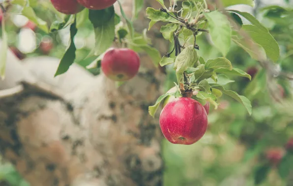 Picture leaves, branches, apples, Apple