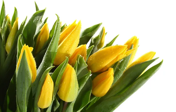 Leaves, drops, buds, yellow tulips