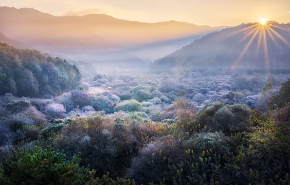 Winter, frost, forest, mountains