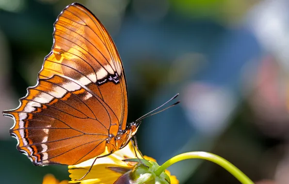 Flower, macro, wings, Butterfly, beautiful, closeup