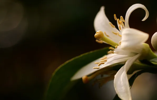 White, flower, macro, petals