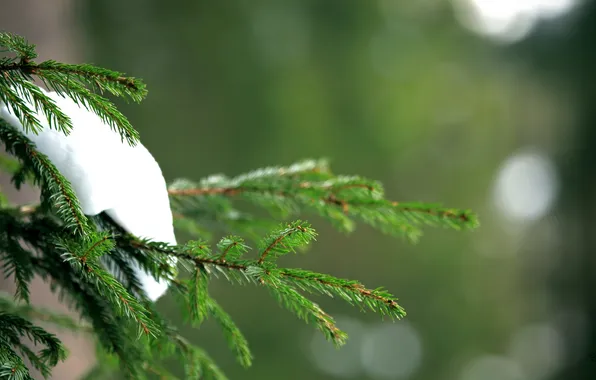 Snow, spruce, needles