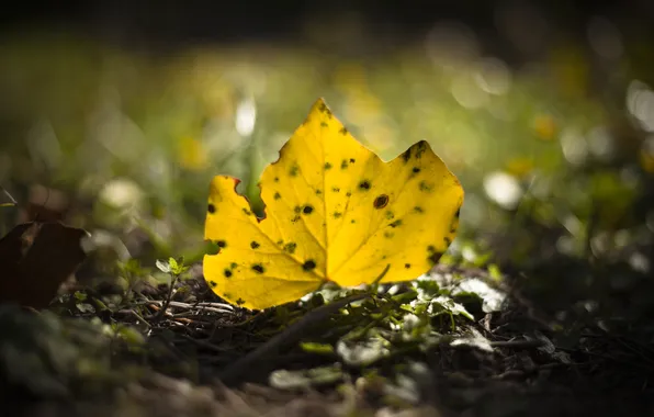 Yellow, sheet, fallen, autumn