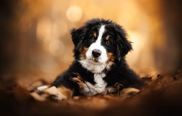 Picture look, dog, blur, puppy, face, Bernese mountain dog