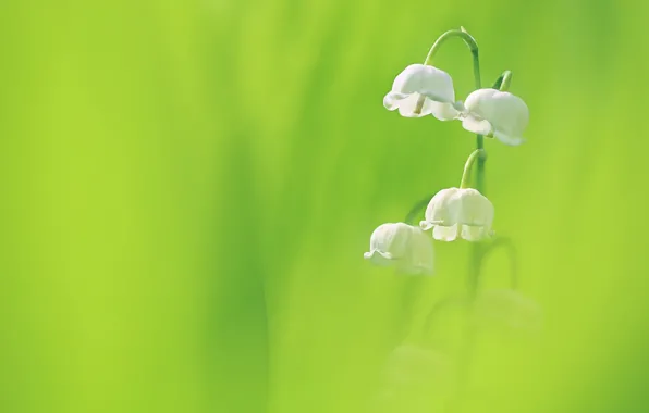 Flowers, nature, background