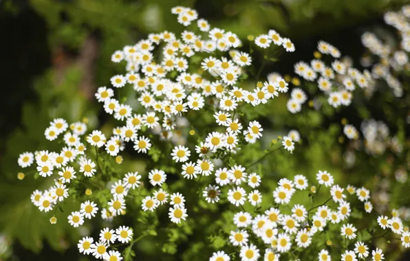 Greens, grass, flowers, chamomile, blur