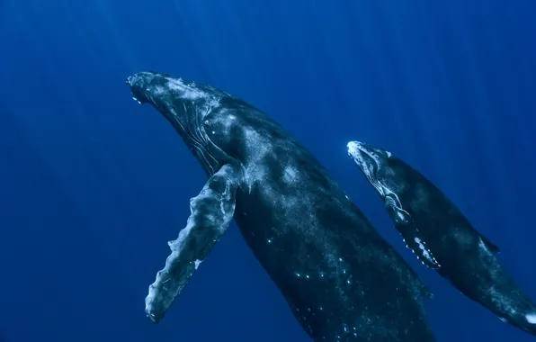 The ocean, whales, under water