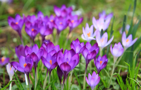 Picture Flowers, Meadow, Flowering, Crocuses, Spring, Nature