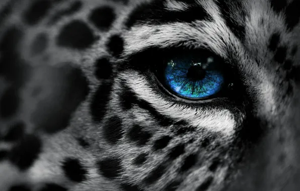 Macro, eyes, leopard, leopard, eye, Eg-Art