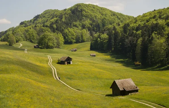 Road, greens, field, forest, summer, the sky, grass, mountains