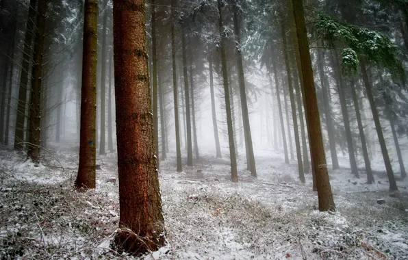 Picture forest, snow, nature