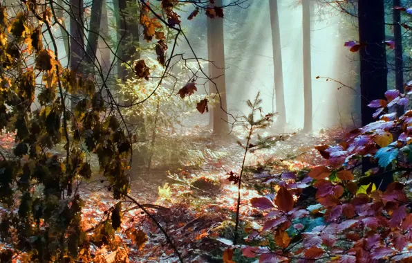 Autumn, forest, leaves, rays, light, trees, color, rainbow