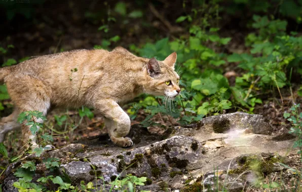 Cat, grass, look, stone, wild, wildcat