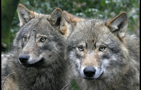 Nature, face, animal, wolf, wildlife, head, fur, mammal