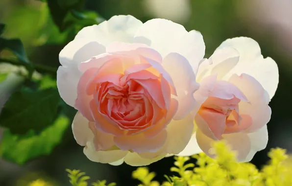 Picture leaves, gentle, two roses