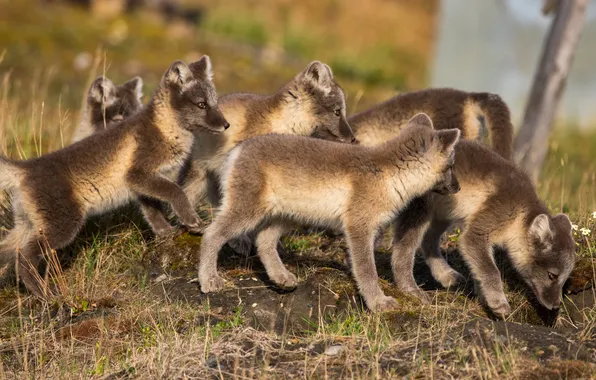 Pose, glade, pack, puppies, grey, a lot, Fox, teenagers