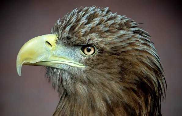 Bird, predator, profile, white-billed eagle