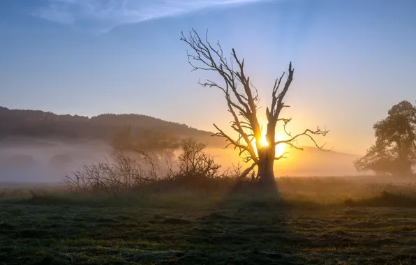 Field, grass, the sun, light, fog, tree, dawn, hills