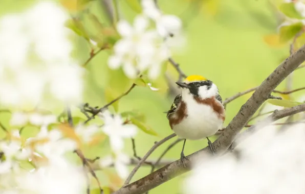 Branches, nature, bird, garden, galtasaray forest songster