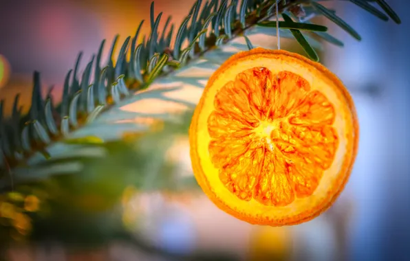 Winter, light, orange, bright, holiday, orange, blur, branch